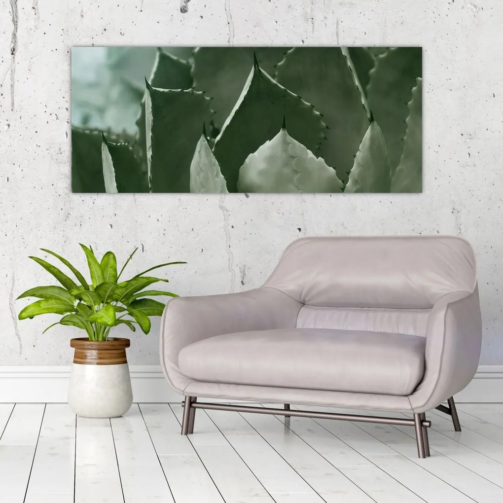 Obraz - Zelená agáve (120x50 cm)