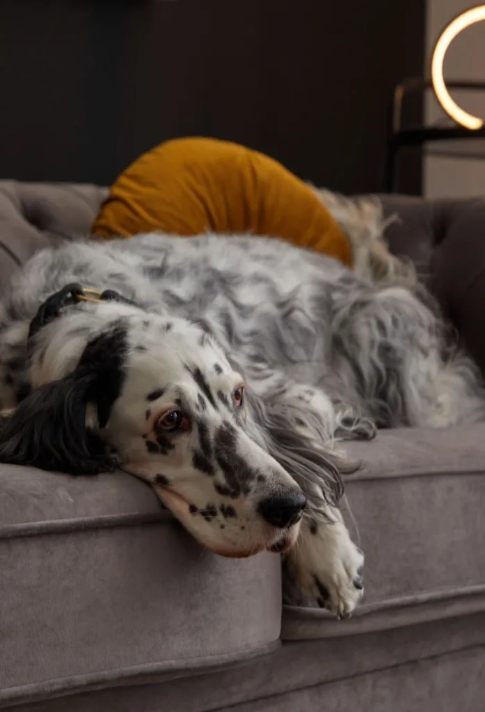 Pohovka Chesterfield, stredně šedá látka