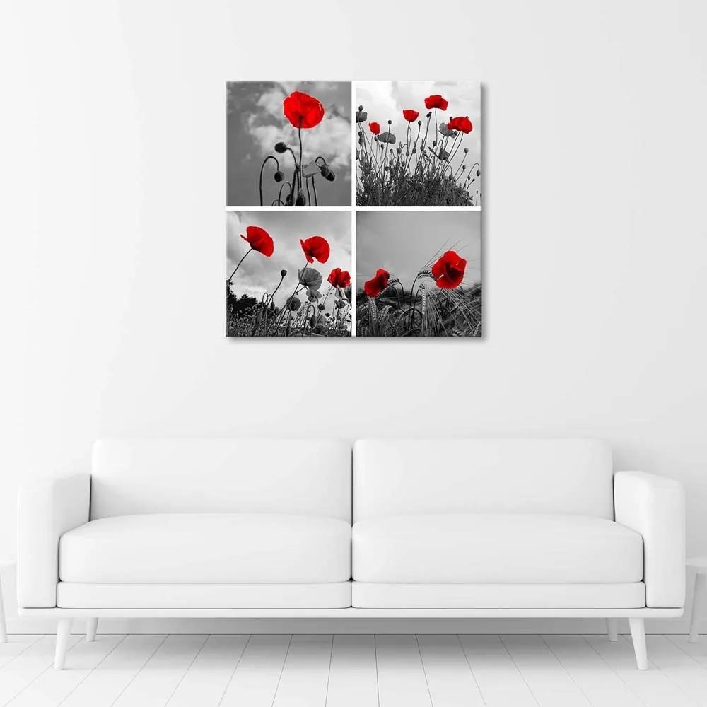Obraz na plátně Sada Pole červených máků - 60x60 cm
