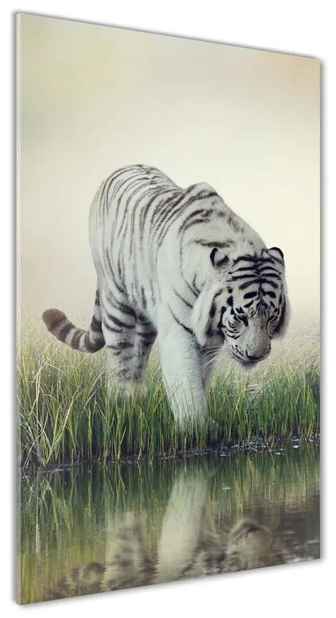 Foto obraz sklo tvrdené Biely tiger pl-osh-50x100-f-84071201