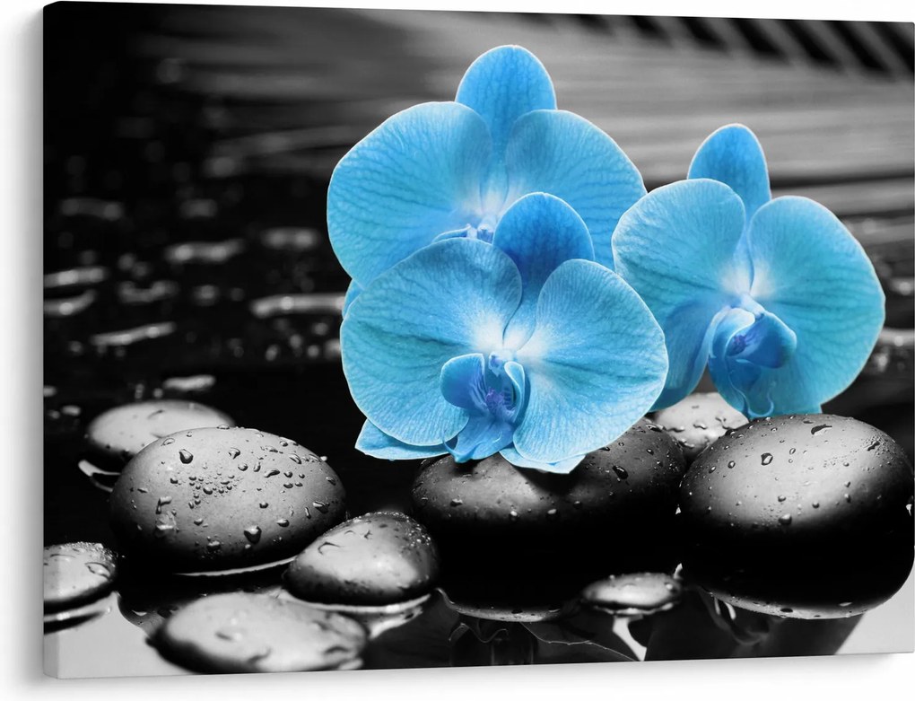 Obraz - Modrá orchidea (70x50 cm)