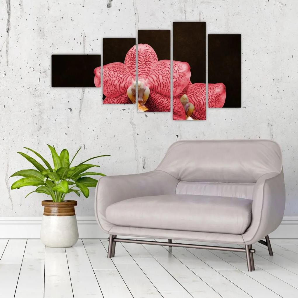 Ružová orchidea - obraz