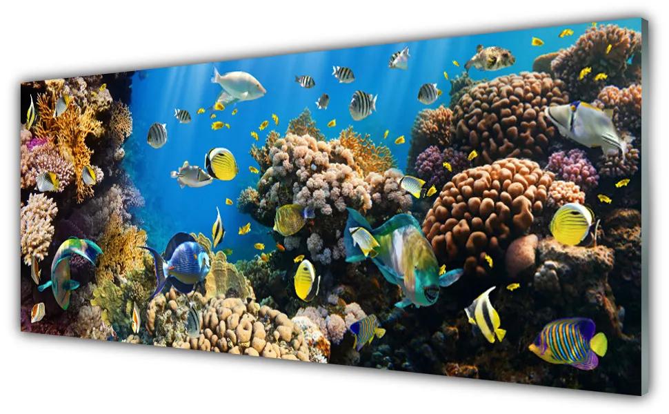 Obraz na akrylátovom skle Koralový útes príroda 125x50 cm