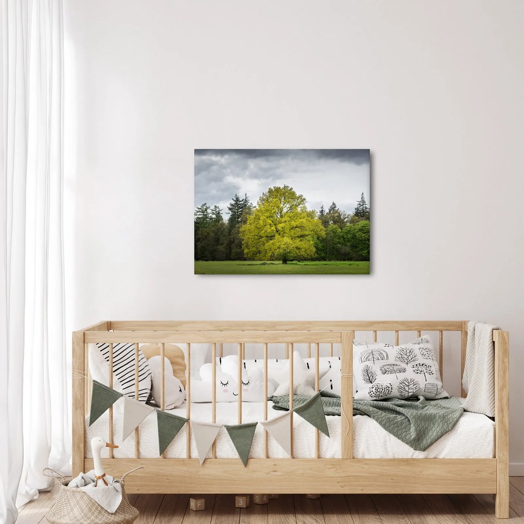 Obraz zeleného stromu uprostred poľa (70x50 cm)