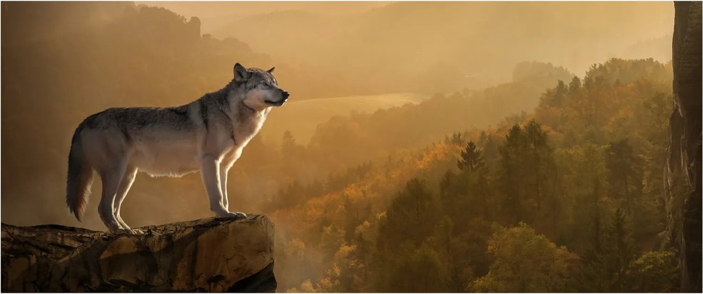 Obraz vlka na skale (120x50 cm)