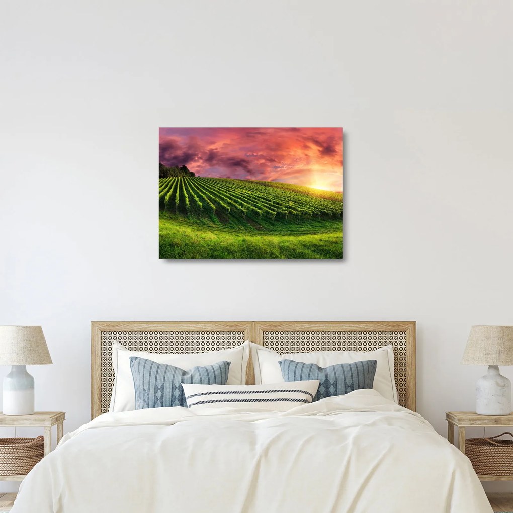 Sklenený obraz vinice s farebným nebom (70x50 cm)