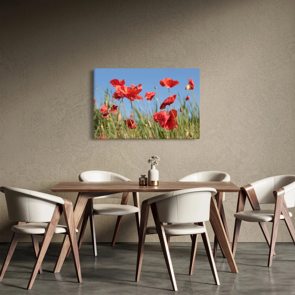 Obraz - Vlčie maky (90x60 cm)