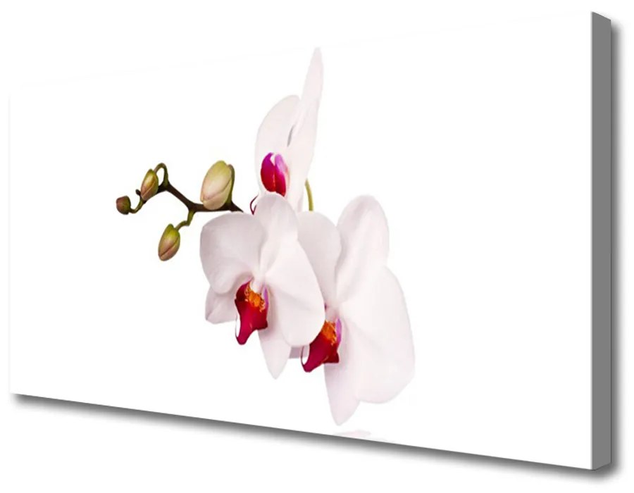 Obraz Canvas Kvety príroda orchidea 100x50 cm