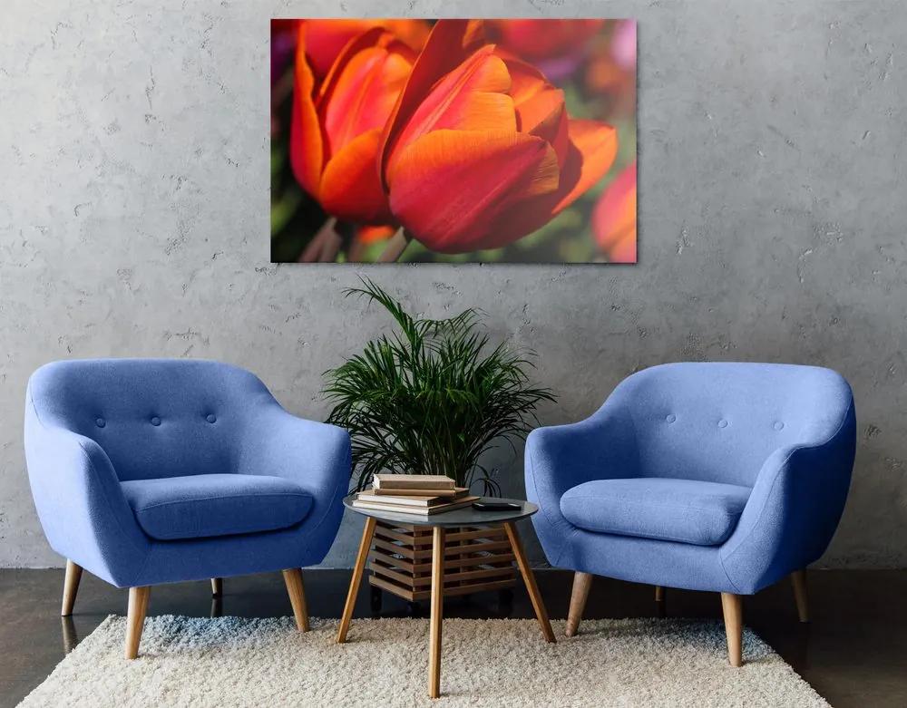 Obraz nádherné tulipány na lúke Varianta: 120x80