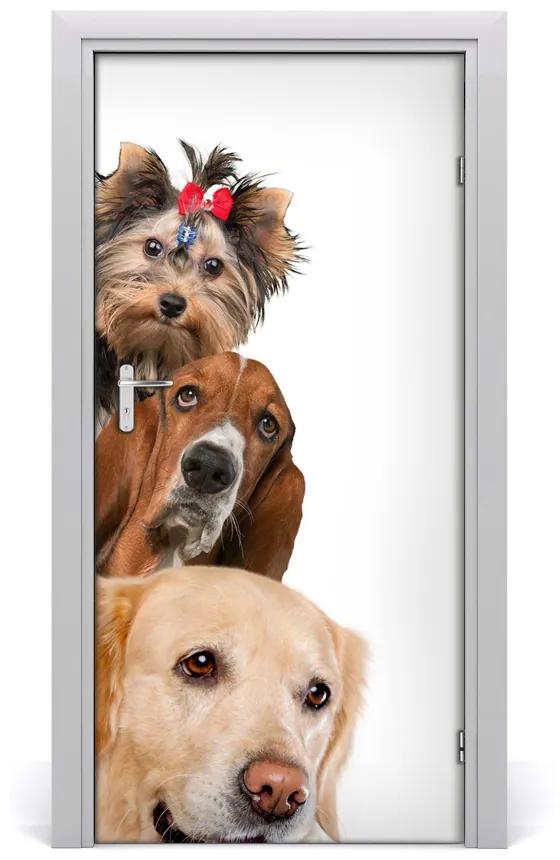 Samolepiace fototapety na dvere Psy a mačky 85x205 cm