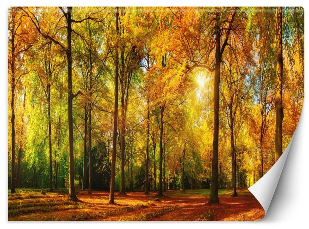 Fototapeta, Podzimní lesní příroda - 250x175 cm