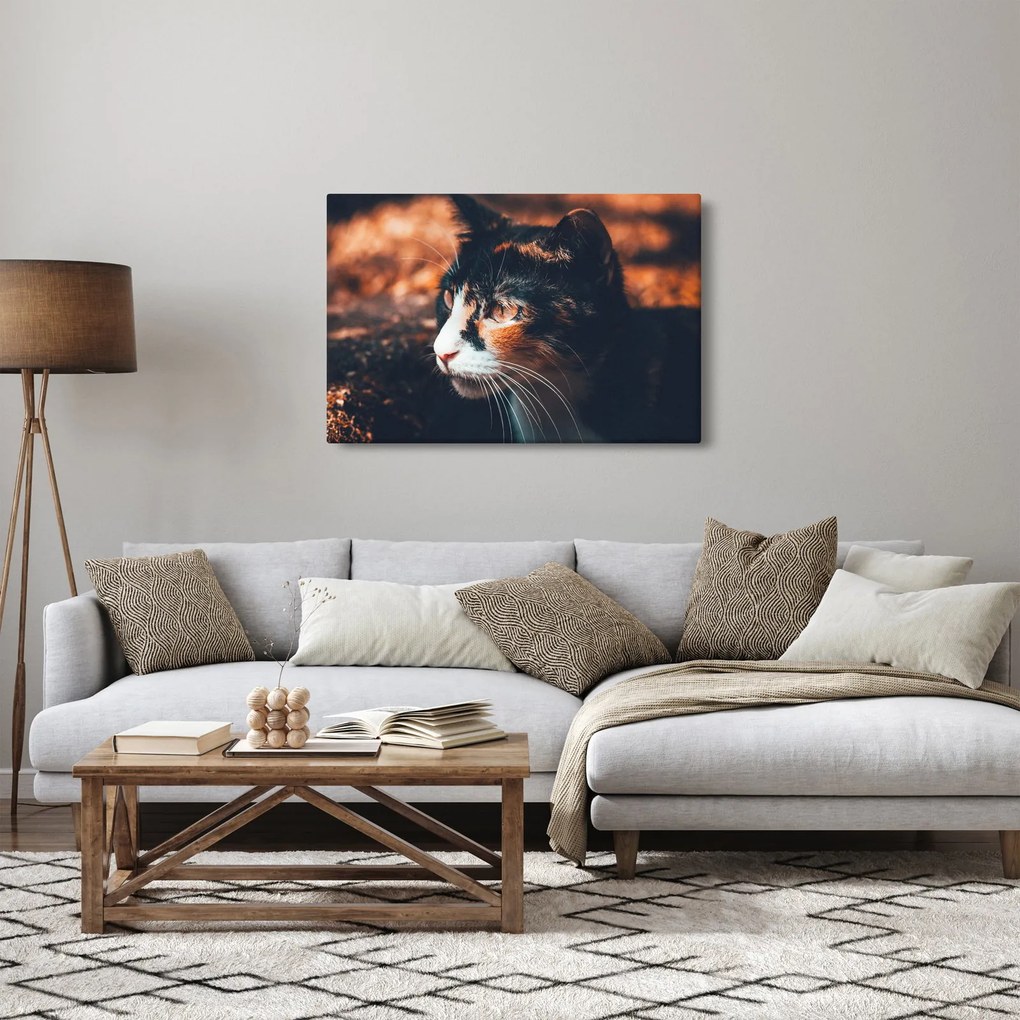 Obraz - Pohľad mačky (90x60 cm)