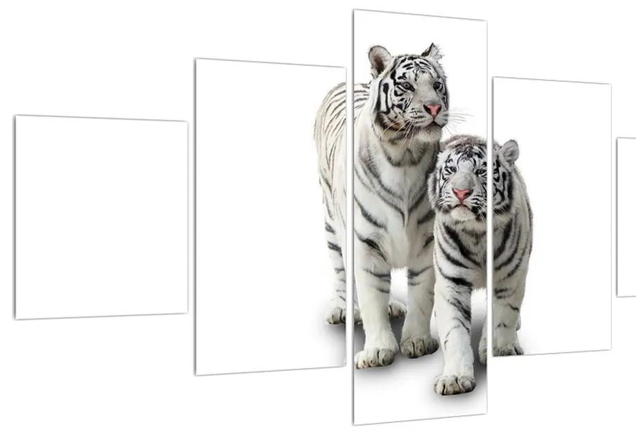 Obraz bieleho tigra (K011270K12570)
