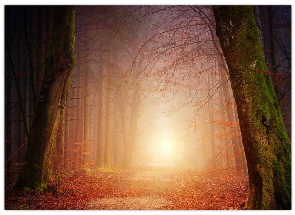 Obraz jesenného lesa v hmle (70x50 cm)
