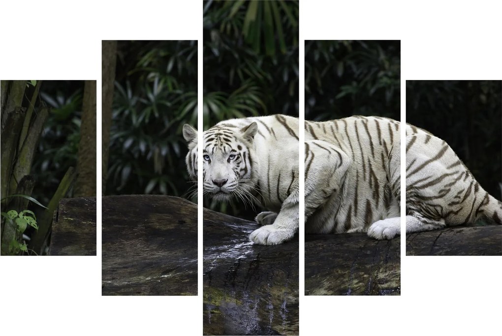 Obraz - Tiger albín (150x105 cm)