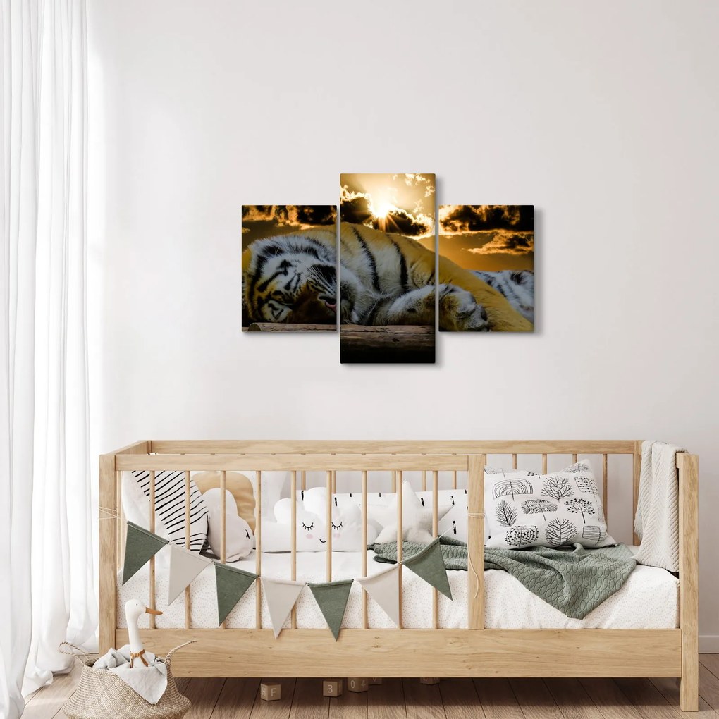 Obraz spiaceho tigra (90x60 cm)