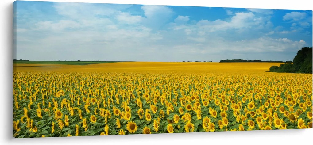 Obraz - pás slnečníc (120x50 cm)