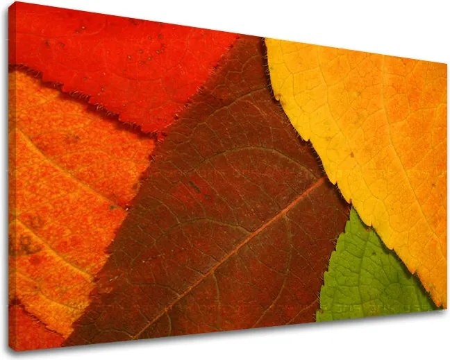 Obraz na stenu RASTLINY RA012E11