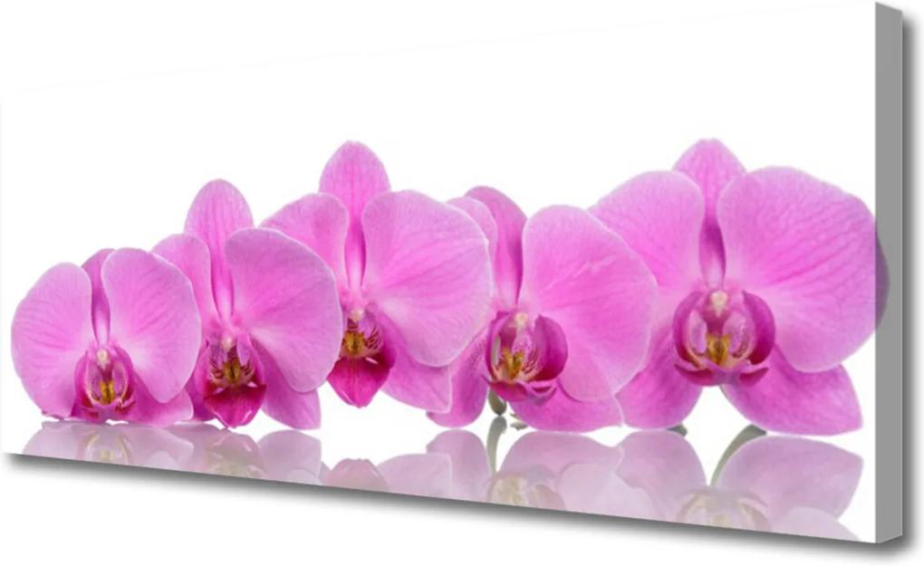 Obraz Canvas Ružová Orchidea Kvety