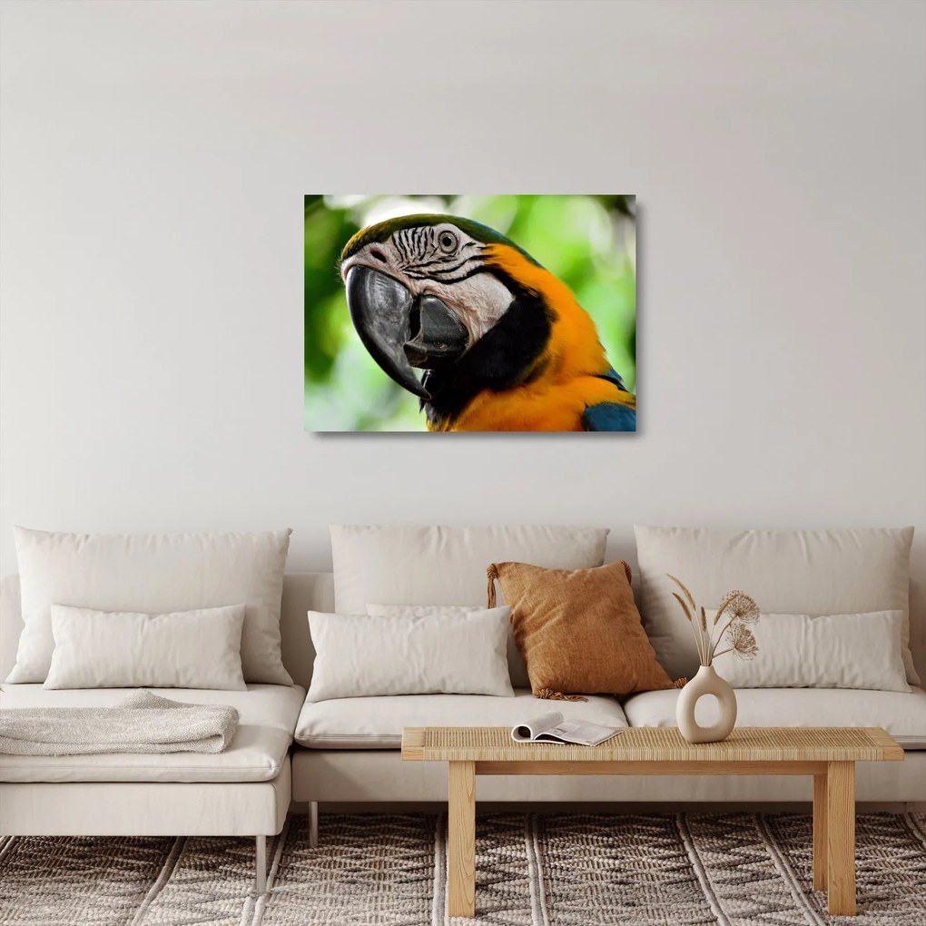 Sklenený obraz papagája (70x50 cm)