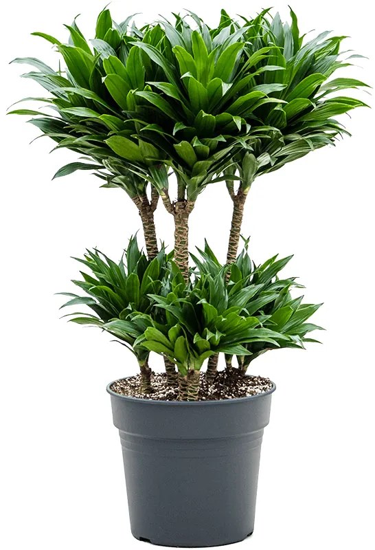 Dracaena fragrans compacta 45 Carrousel 30x90 cm