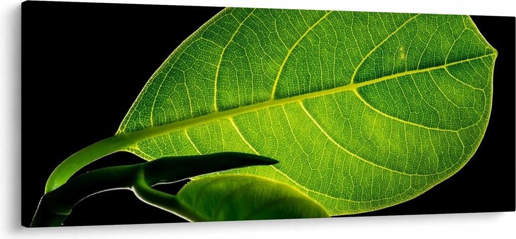 Obraz - zelený list (120x50 cm)