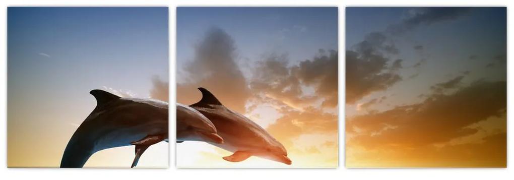 Delfíny - obraz