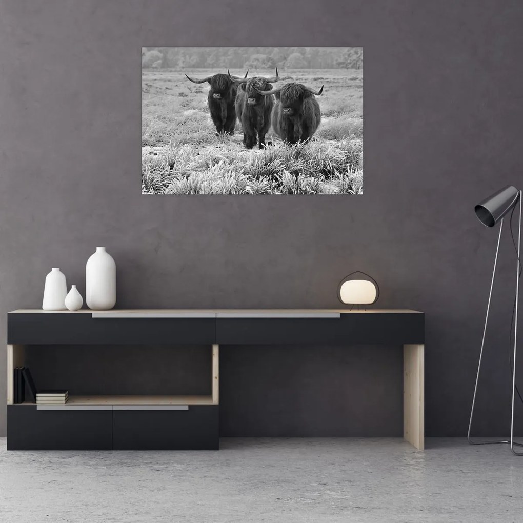 Obraz - Škótske kravy (90x60 cm)