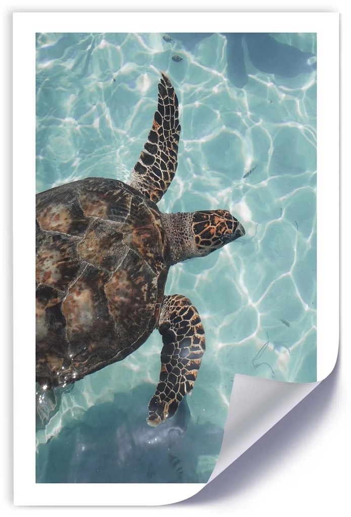 Gario Plagát Morská korytnačka v mori Farba rámu: Bez rámu, Rozmery: 20 x 30 cm