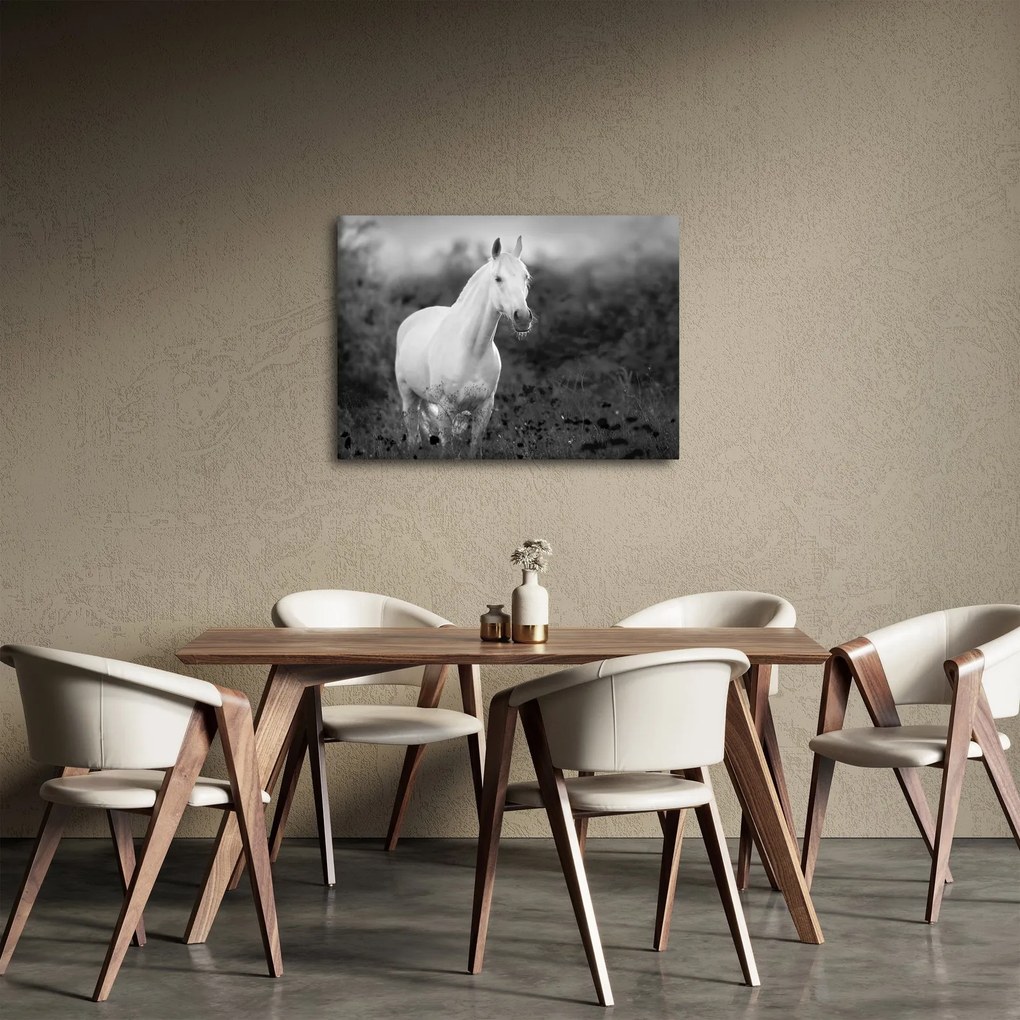 Obraz bieleho koňa na lúke, čiernobiela (70x50 cm)