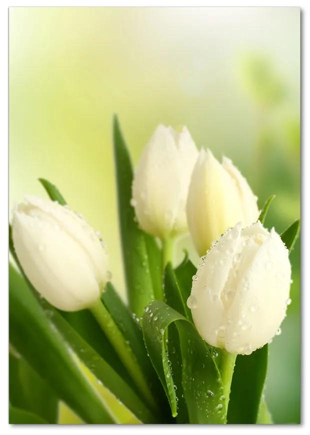 Foto obraz akryl do obývačky Biele tulipány pl-oa-70x100-f-34973360