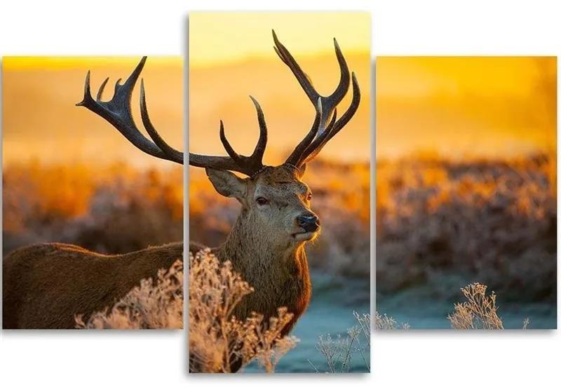Obraz na plátně třídílný Jelen Zvíře Západ slunce Příroda - 150x100 cm