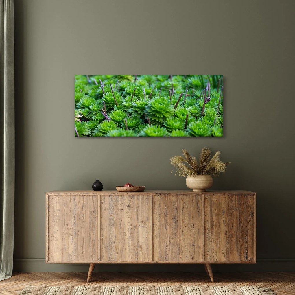 Obraz sukulentov (120x50 cm)