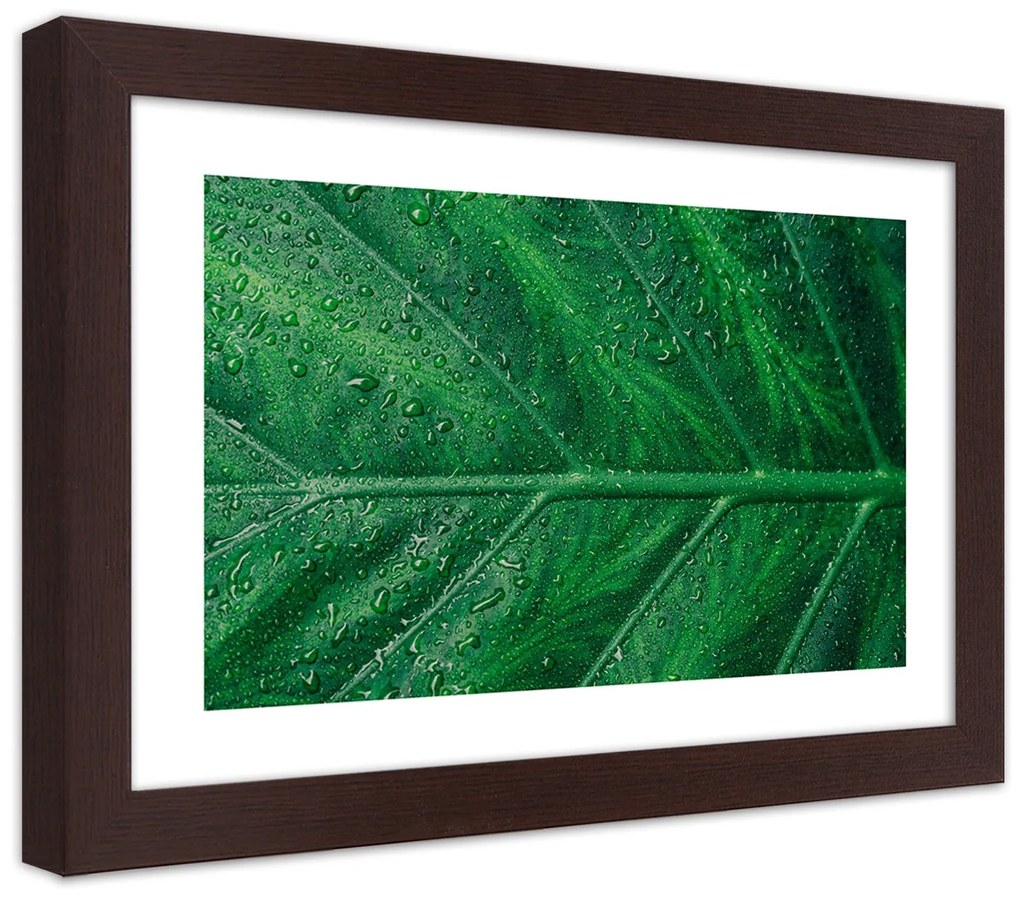 Gario Plagát Mokrý list v detailnom zábere Farba rámu: Bez rámu, Rozmery: 45 x 30 cm
