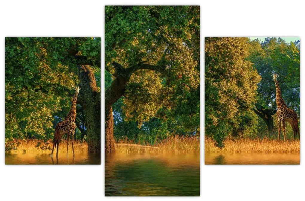Obraz žirafy v prírode (90x60 cm)