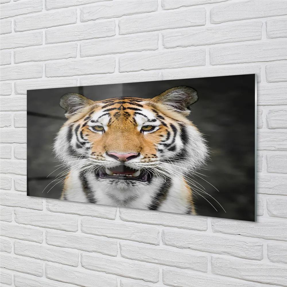 Obraz na akrylátovom skle Tiger 125x50 cm