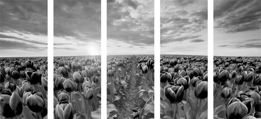 5-dielny obraz východ slnka nad lúkou s tulipánmi v čiernobielom prevedení - 200x100