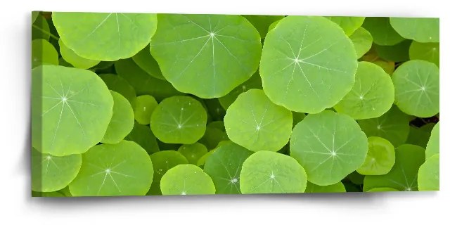 Sablio Obraz Listy lekna - 110x50 cm