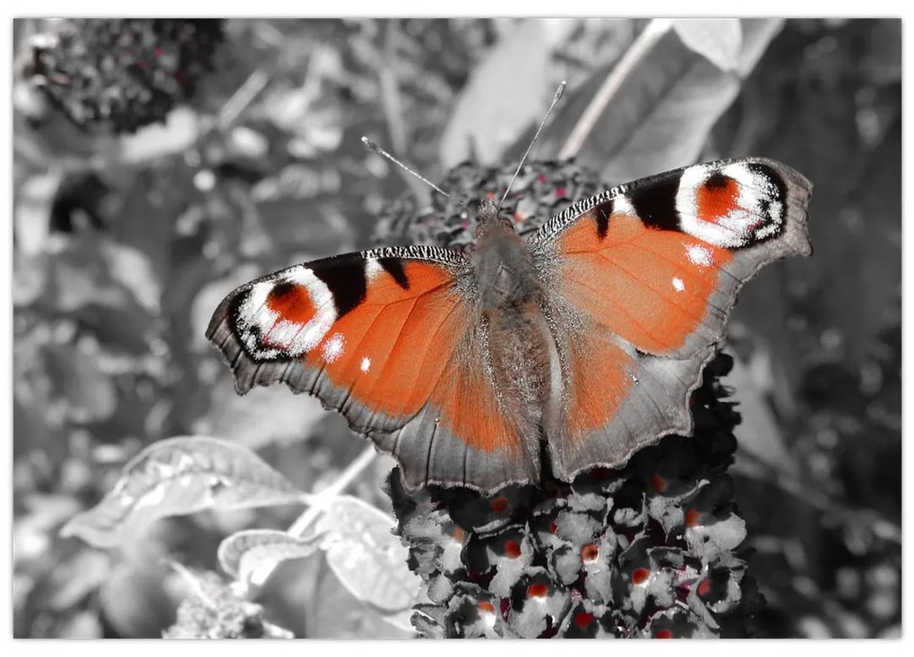 Oranžový motýľ - obraz