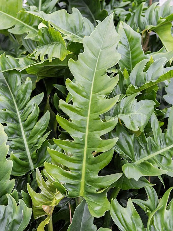 Philodendron narrow Bush 22/19cm v.65 cm