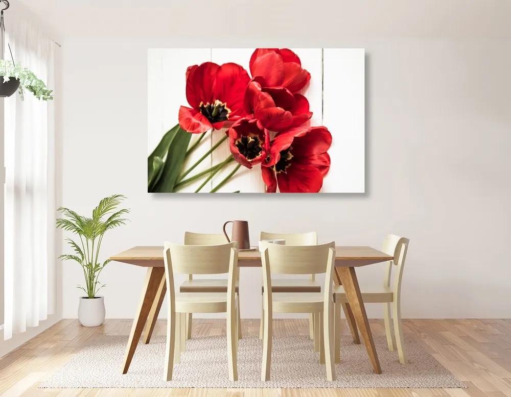 Obraz rozkvitnuté červené tulipány - 120x80