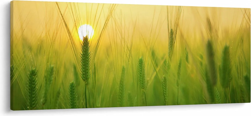 Obraz - Pole s obilím (120x50 cm)