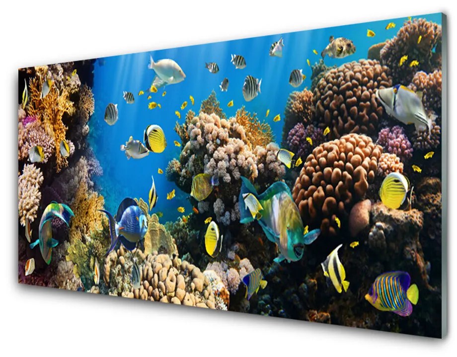 Obraz na skle Koralový útes príroda 100x50cm