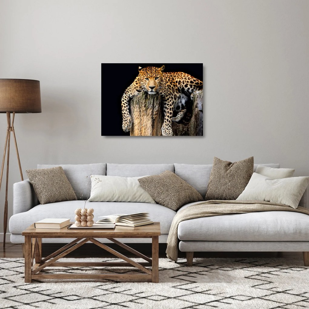 Sklenený obraz - Gepard (70x50 cm)