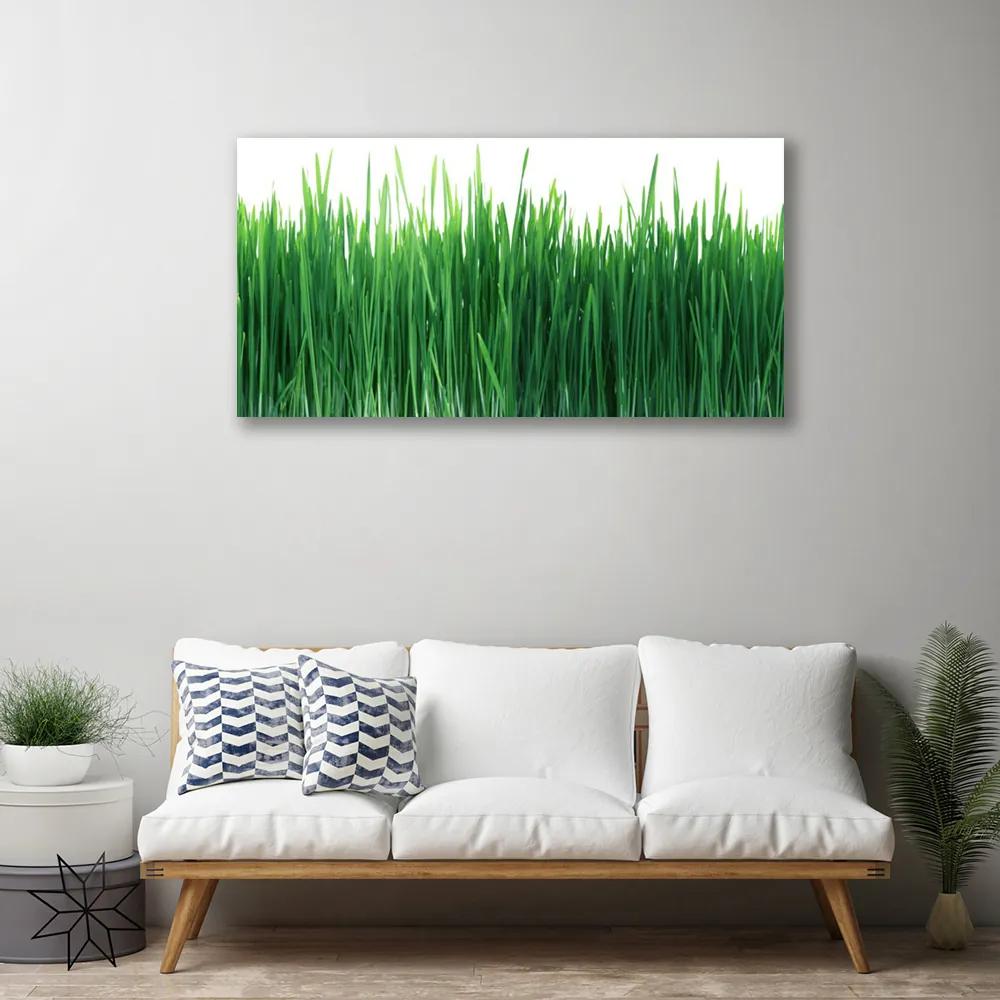 Obraz Canvas Tráva príroda rastlina 125x50 cm