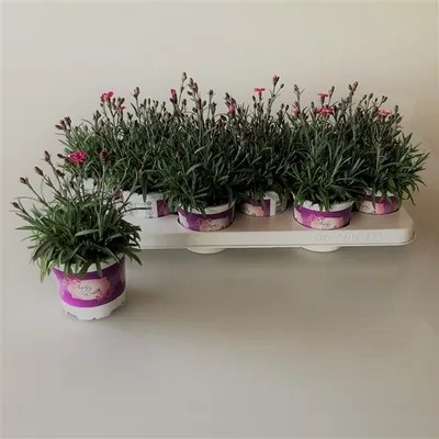 Dianthus Diantica Purple Wedding 10,5x20 cm