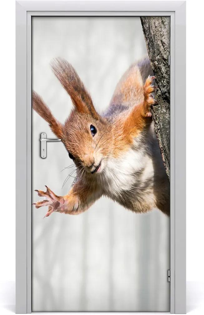 Samolepiace fototapety na dvere  Veverička na strome