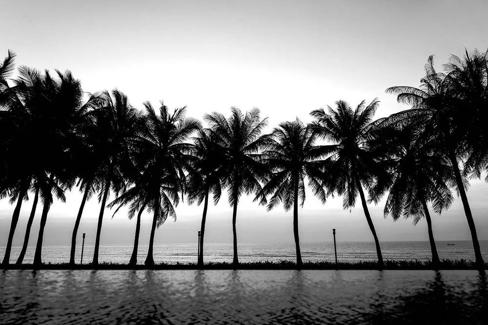 Samolepiaca tapeta západ slnka nad palmami v čiernobielom