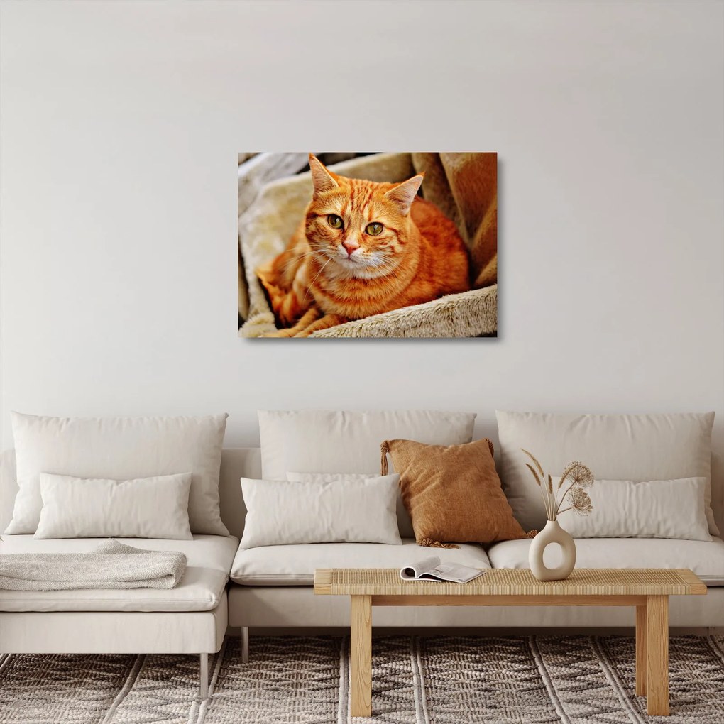 Sklenený obraz ležiace mačky (70x50 cm)