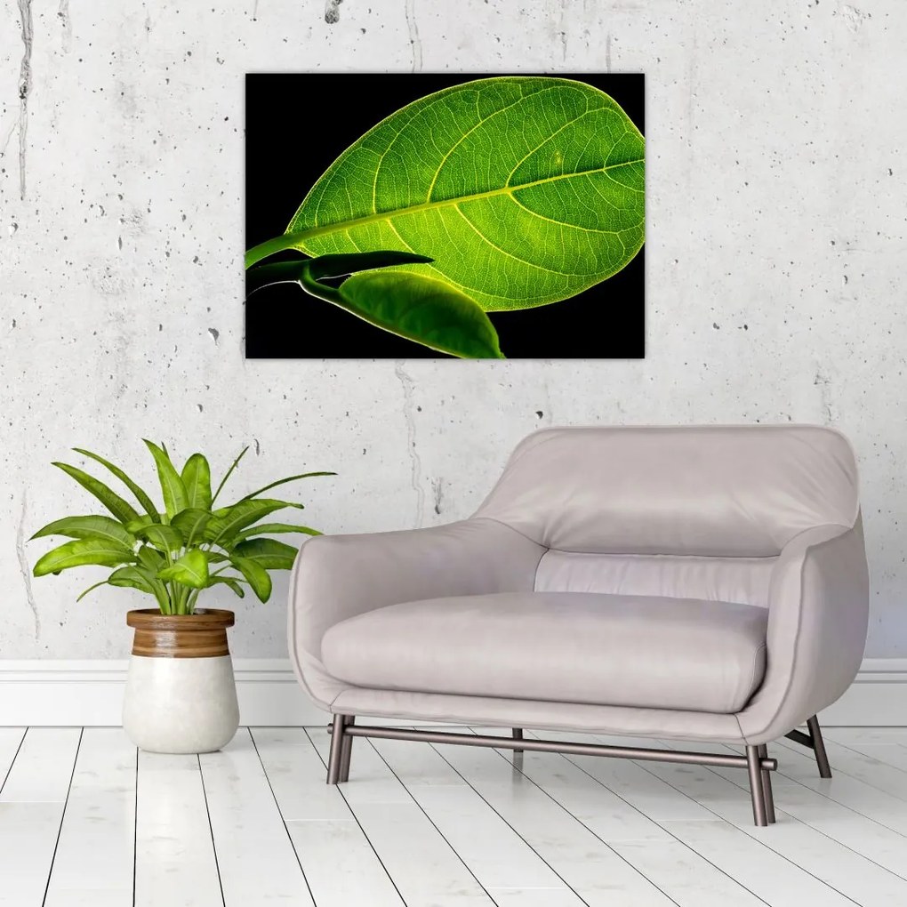 Sklenený obraz - zelený list (70x50 cm)